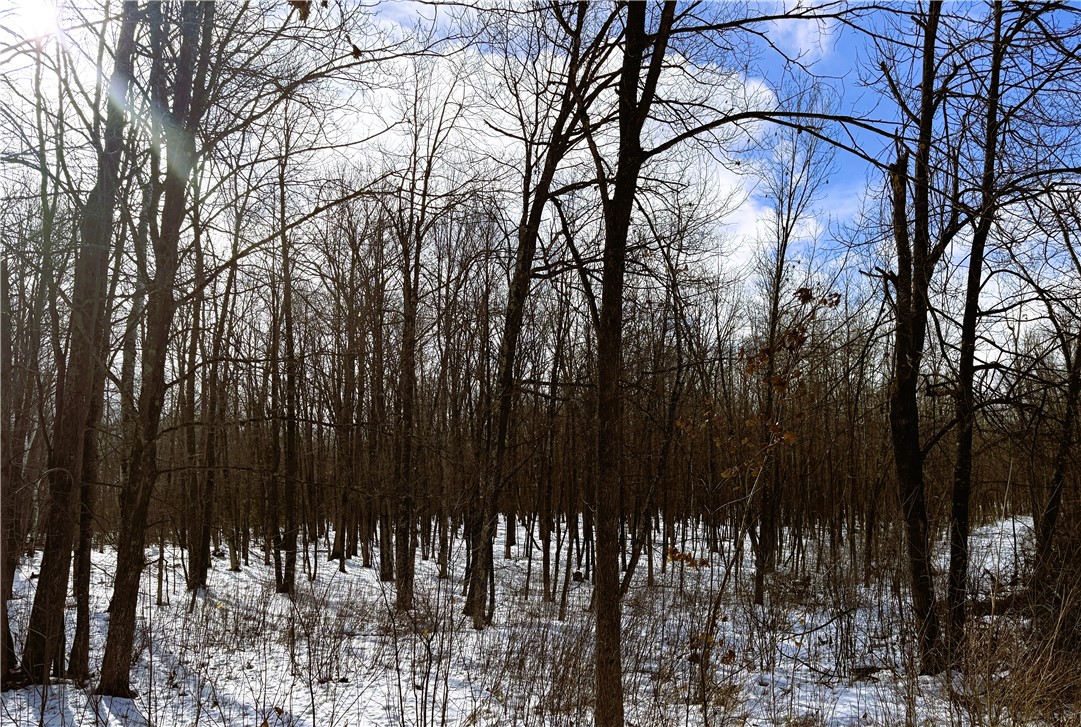 Land at 96+ Acres on White Birch Ridge Road, Ladysmith, WI 54848 — photo 15