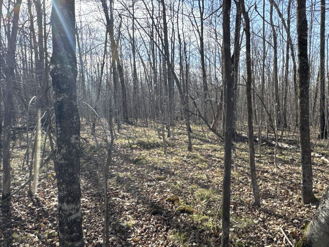 9618 W Mile Road Ladysmith WI 54848 — photo 24