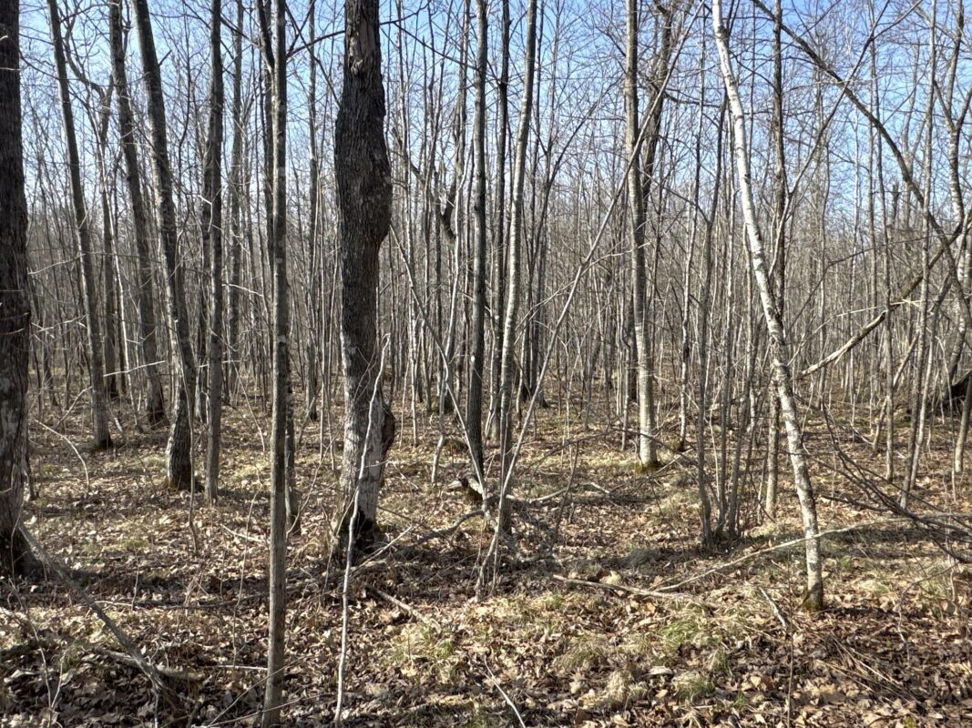 9618 W Mile Road Ladysmith WI 54848 — photo 25