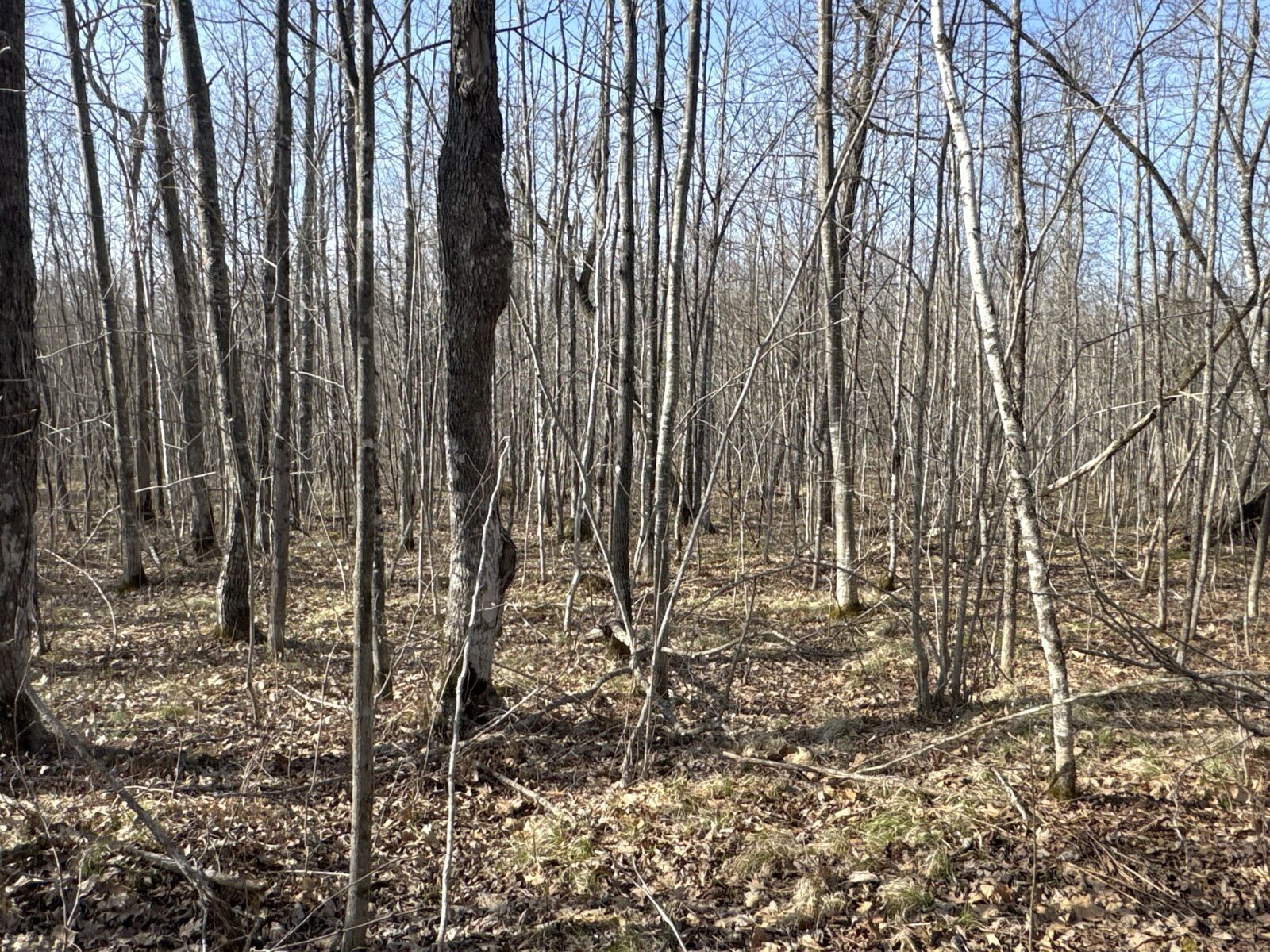 9618 W Mile Road Ladysmith WI 54848 — photo 25