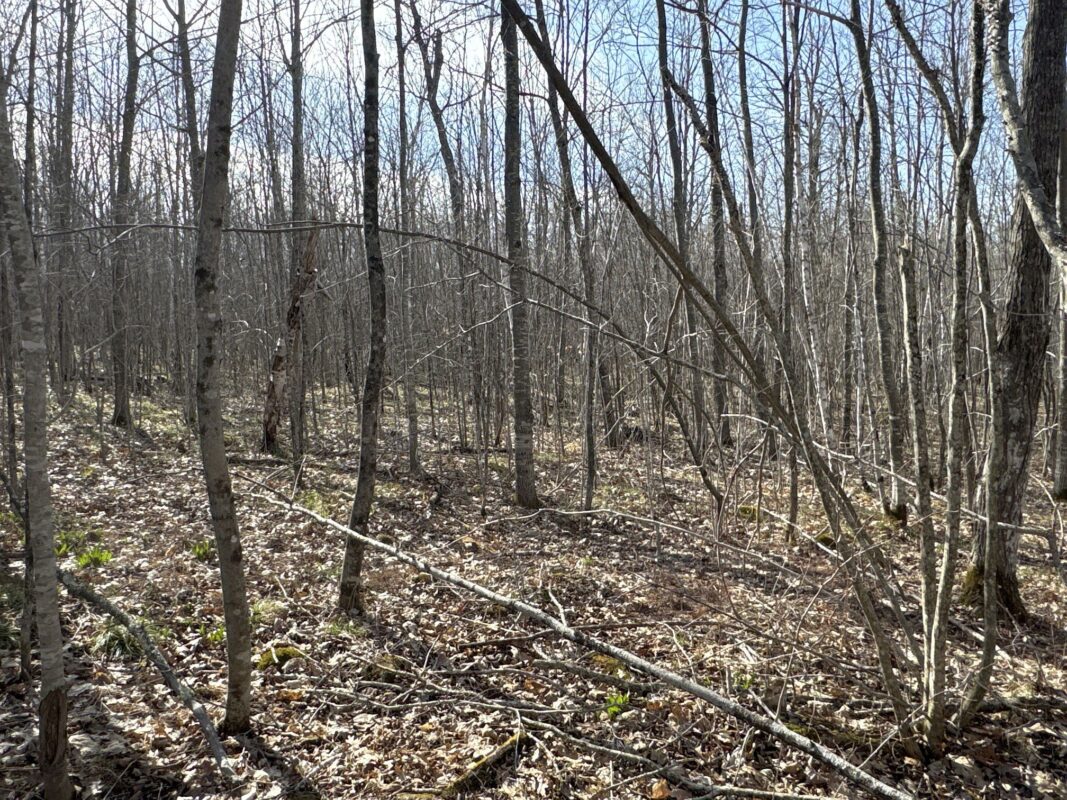 9618 W Mile Road Ladysmith WI 54848 — photo 26