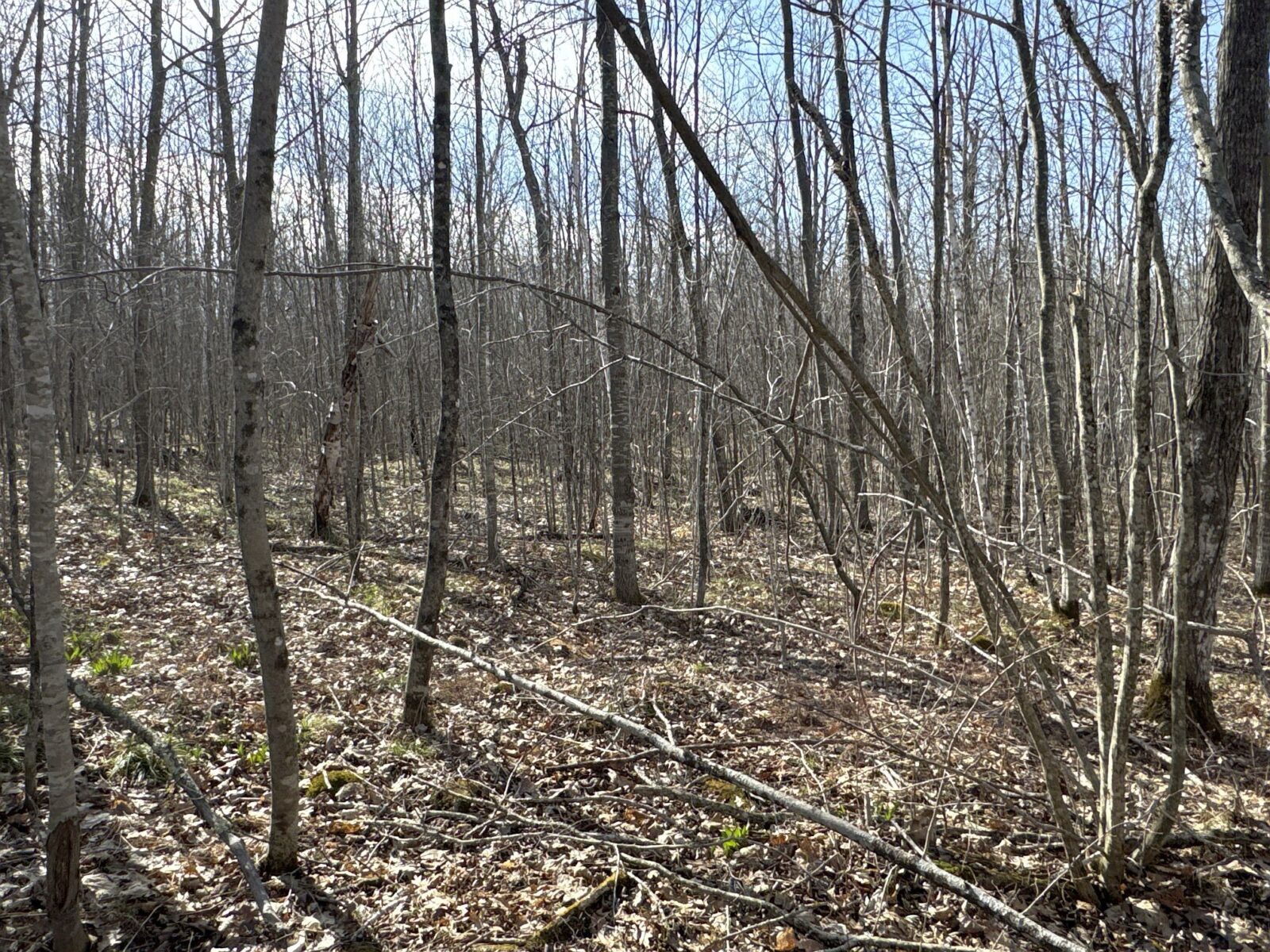 9618 W Mile Road Ladysmith WI 54848 — photo 26