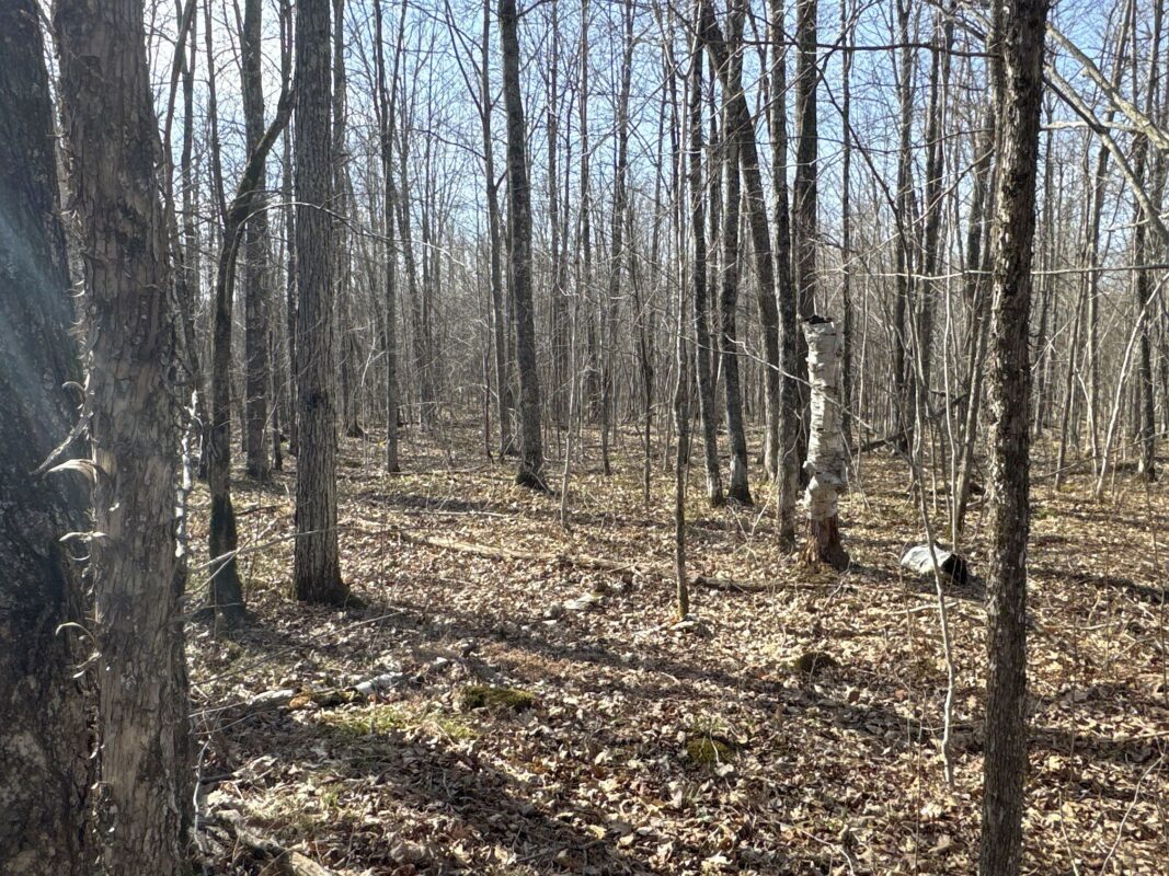 9618 W Mile Road Ladysmith WI 54848 — photo 27
