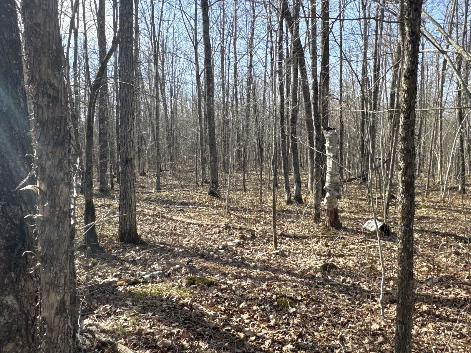 9618 W Mile Road Ladysmith WI 54848 — photo 27