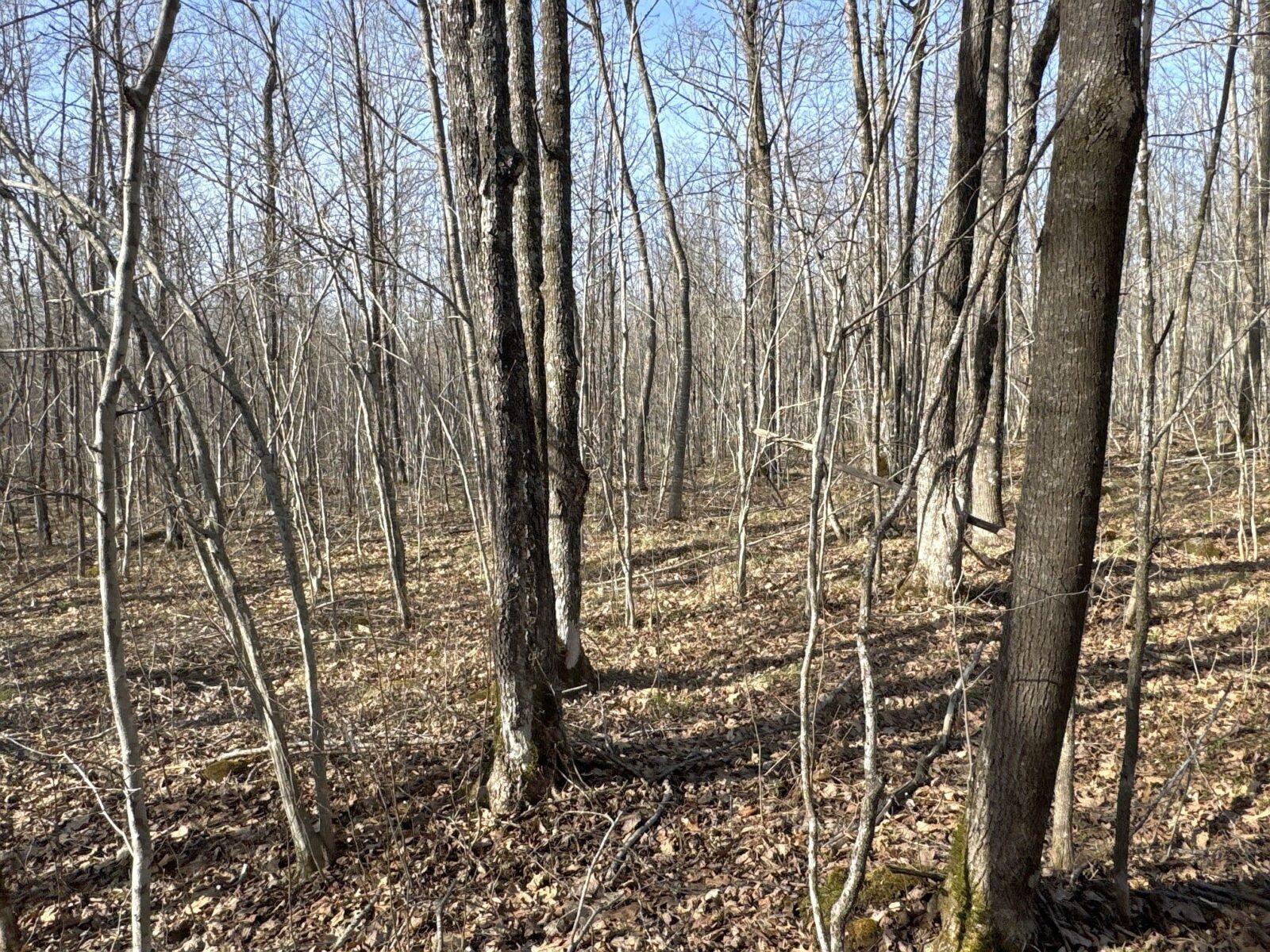 9618 W Mile Road Ladysmith WI 54848 — photo 28