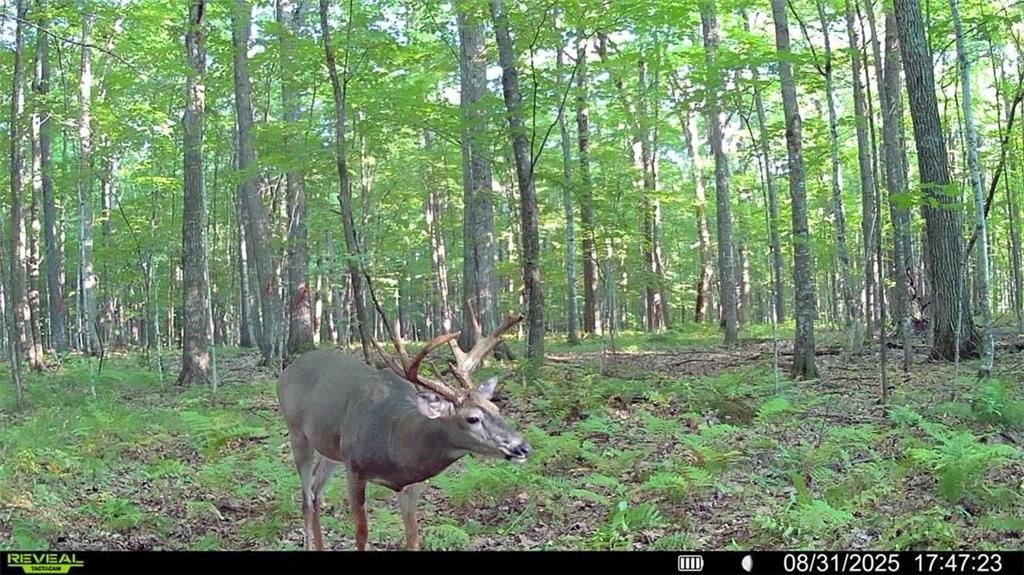 Land at Block 3 Comet Road, Exeland, WI 54835 — photo 14