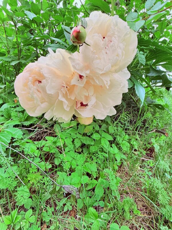 Residential at E5690 510th Avenue, Menomonie, WI 54751 — photo 30