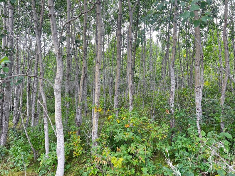 Lot 1 County Road T 
