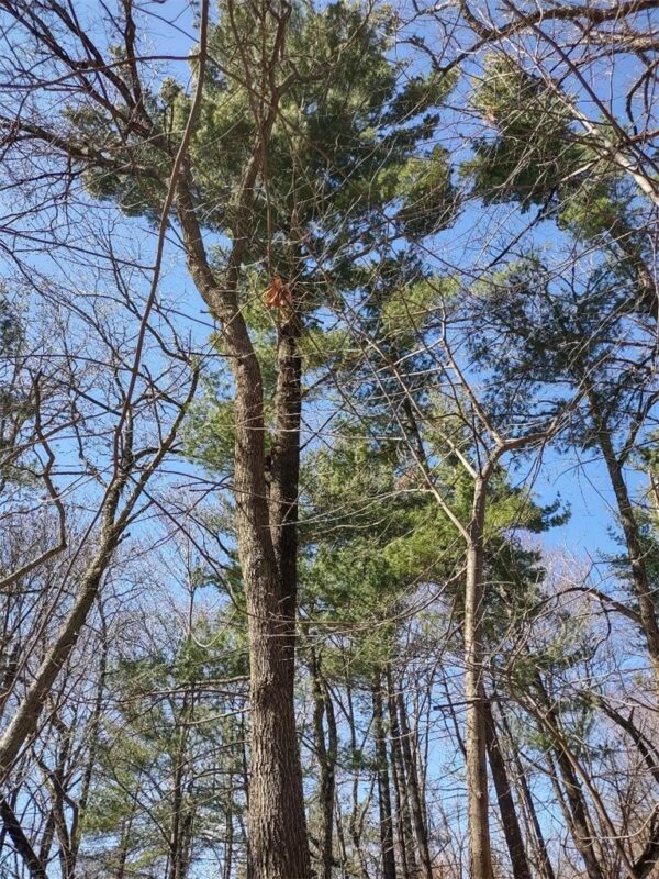 Residential at Lot 18 N4XX 297th Street, Eau Galle, WI 54737 — photo 15