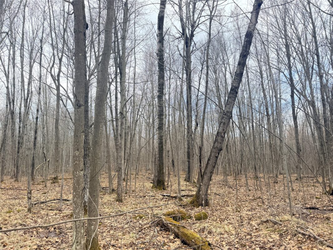 Land at Lot 3 Hwy X, Glen Flora, WI 54526 — photo 11