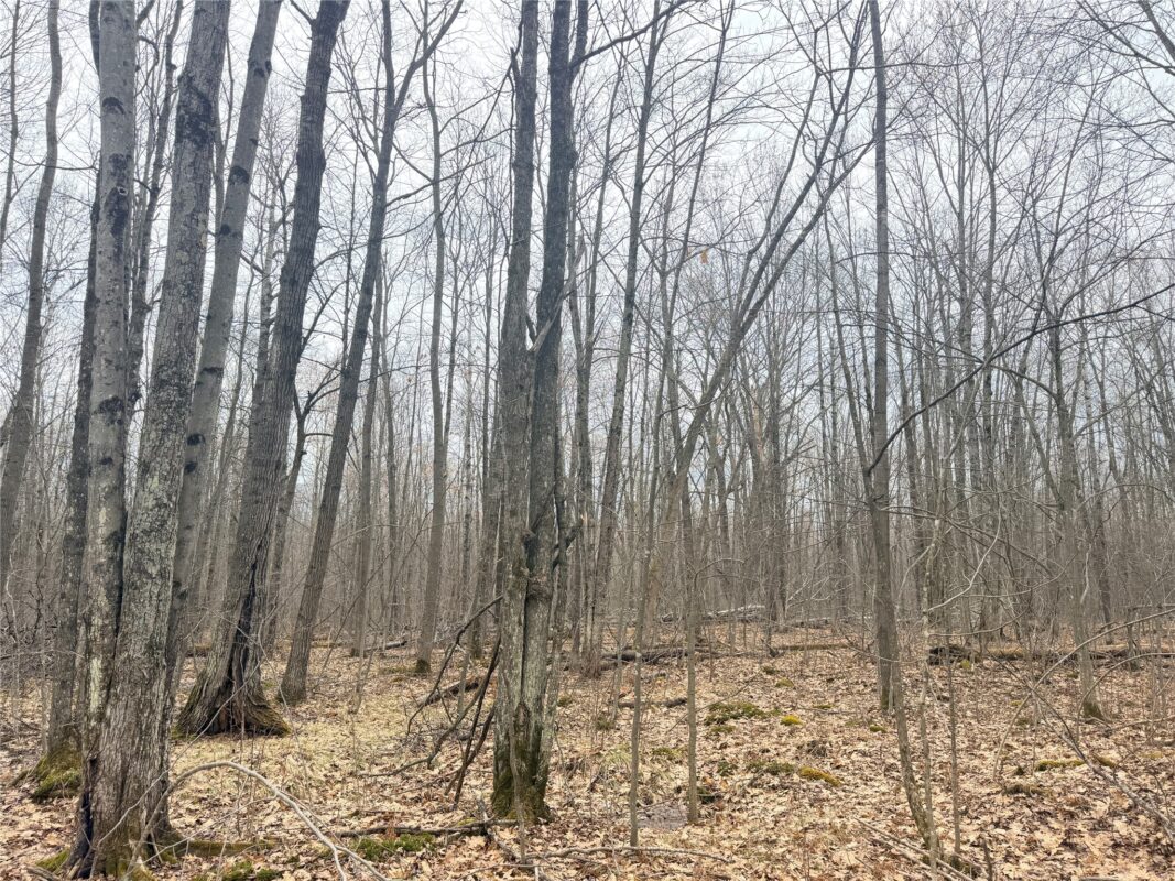 Land at Lot 3 Hwy X, Glen Flora, WI 54526 — photo 12