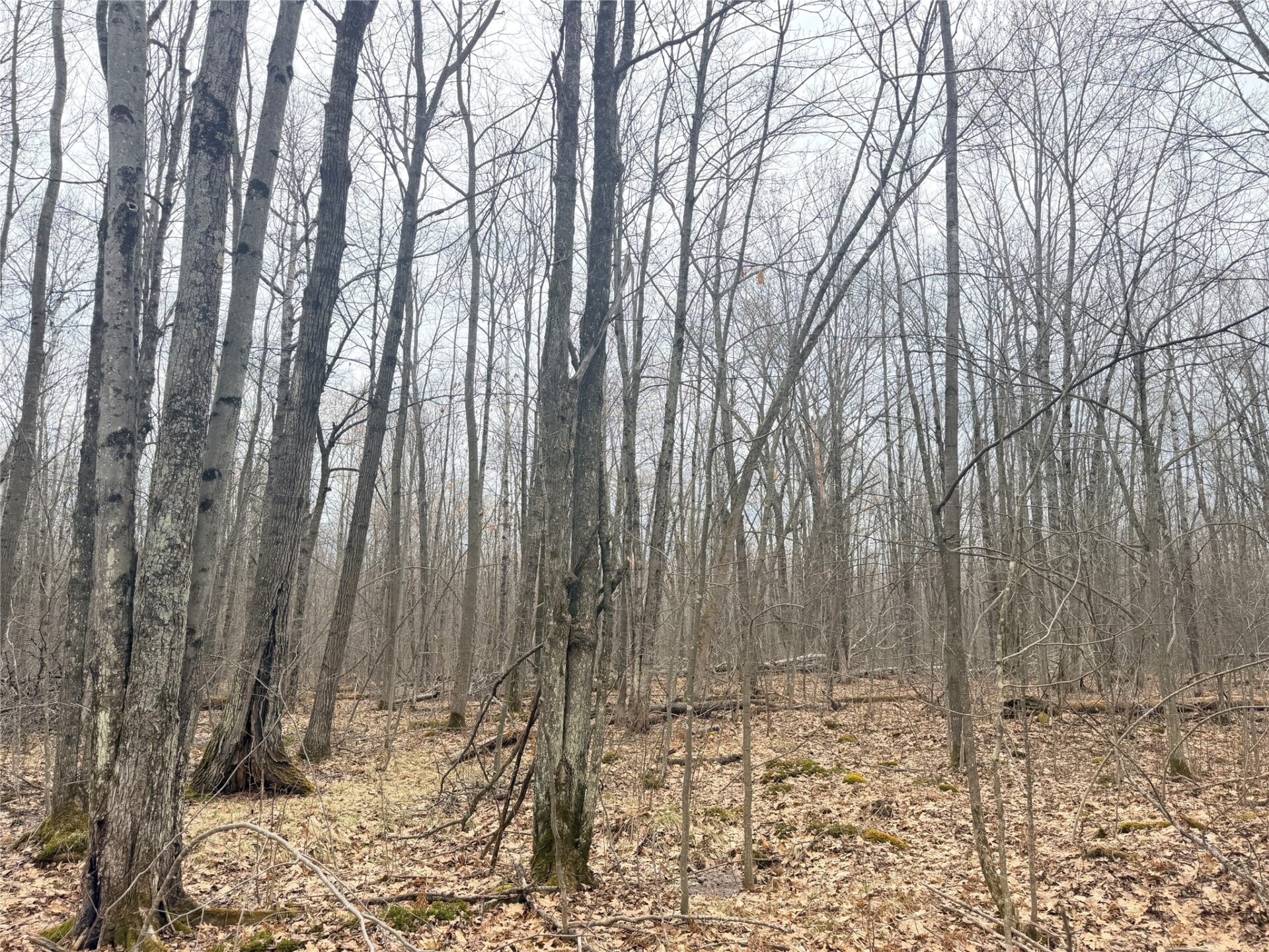 Land at Lot 3 Hwy X, Glen Flora, WI 54526 — photo 12