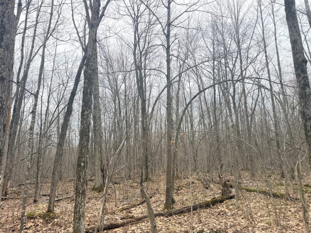 Land at Lot 3 Hwy X, Glen Flora, WI 54526 — photo 13