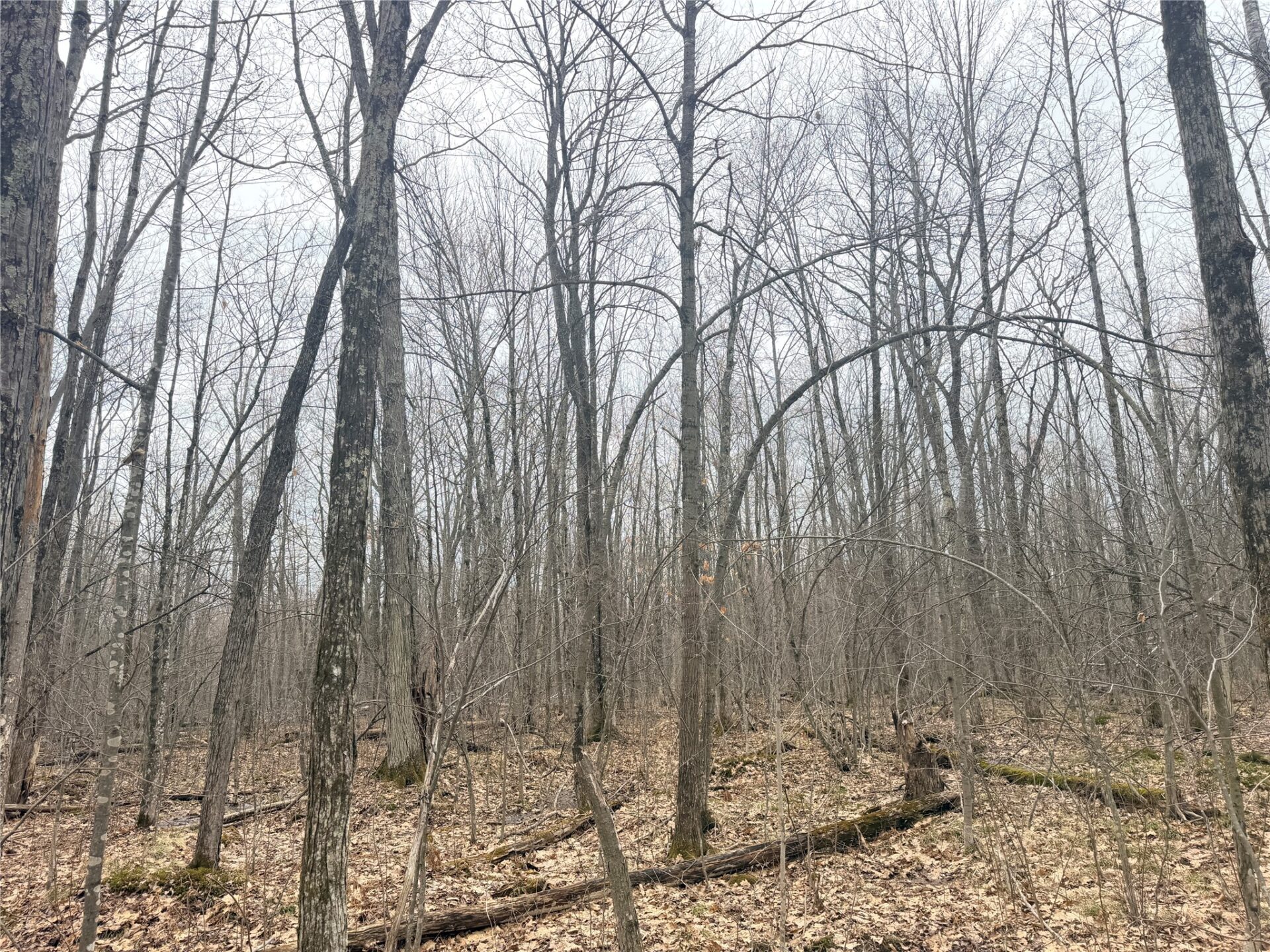 Land at Lot 3 Hwy X, Glen Flora, WI 54526 — photo 13