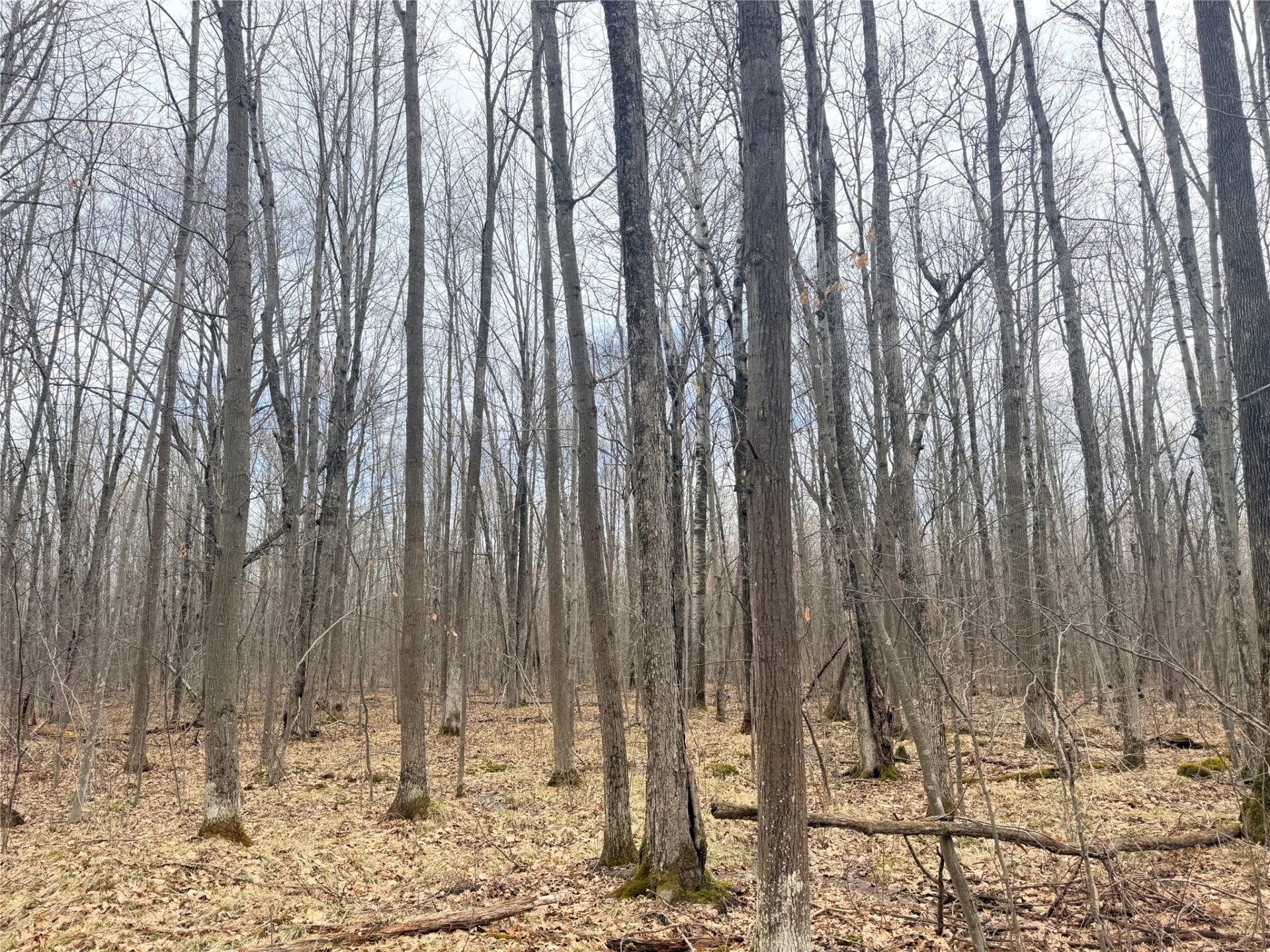 Land at Lot 3 Hwy X, Glen Flora, WI 54526 — photo 14