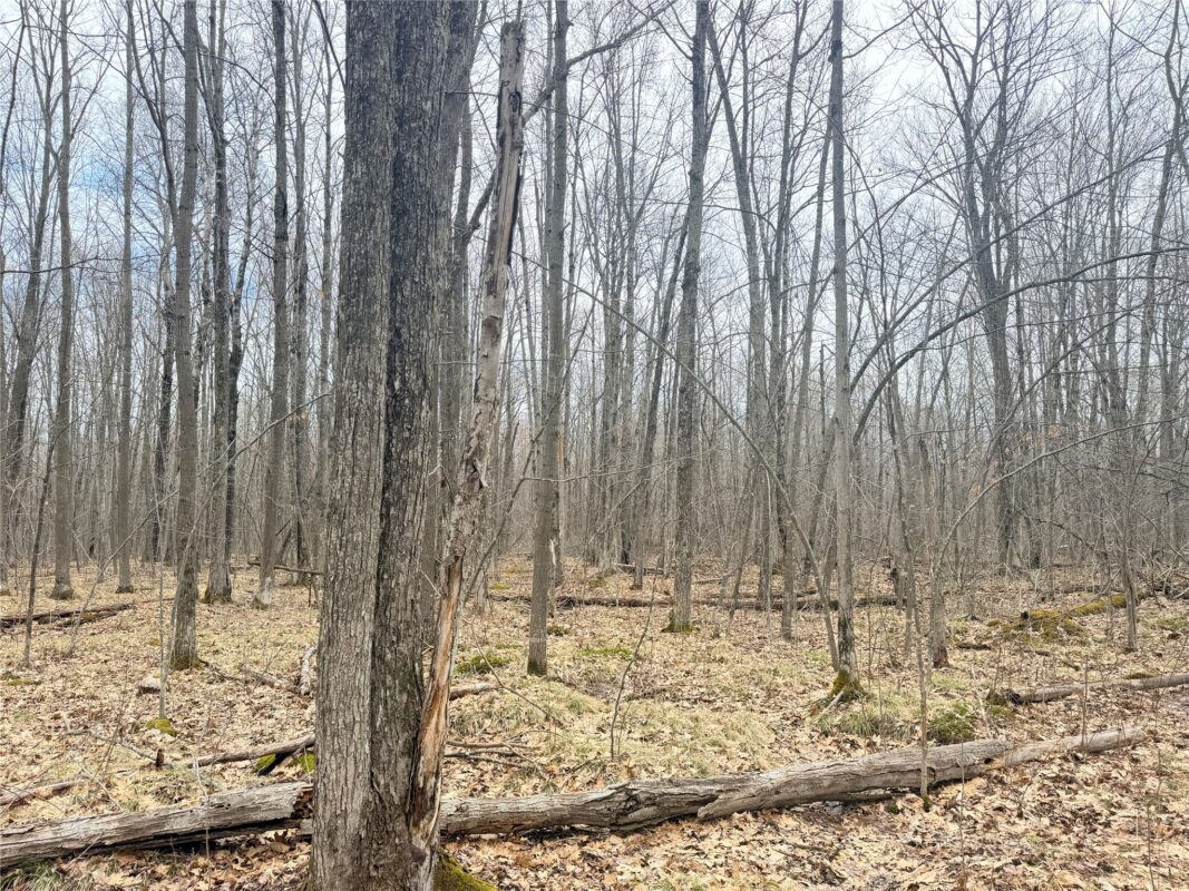 Land at Lot 3 Hwy X, Glen Flora, WI 54526 — photo 15