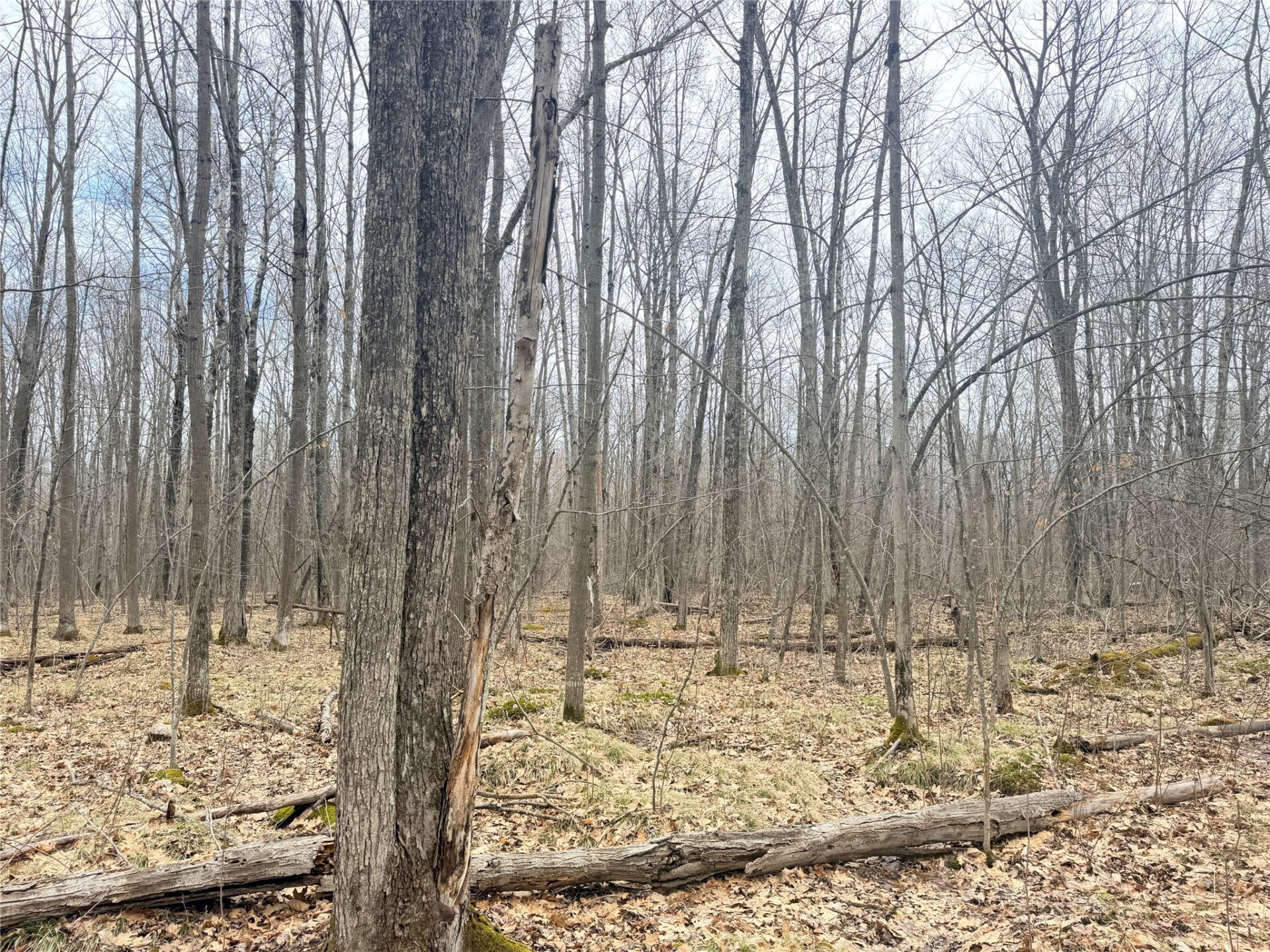 Land at Lot 3 Hwy X, Glen Flora, WI 54526 — photo 15