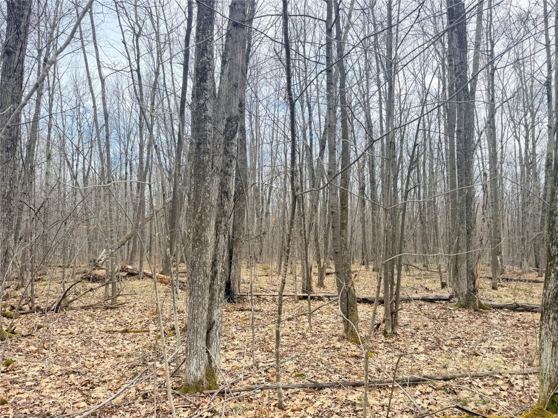 Land at Lot 3 Hwy X, Glen Flora, WI 54526 — photo 16