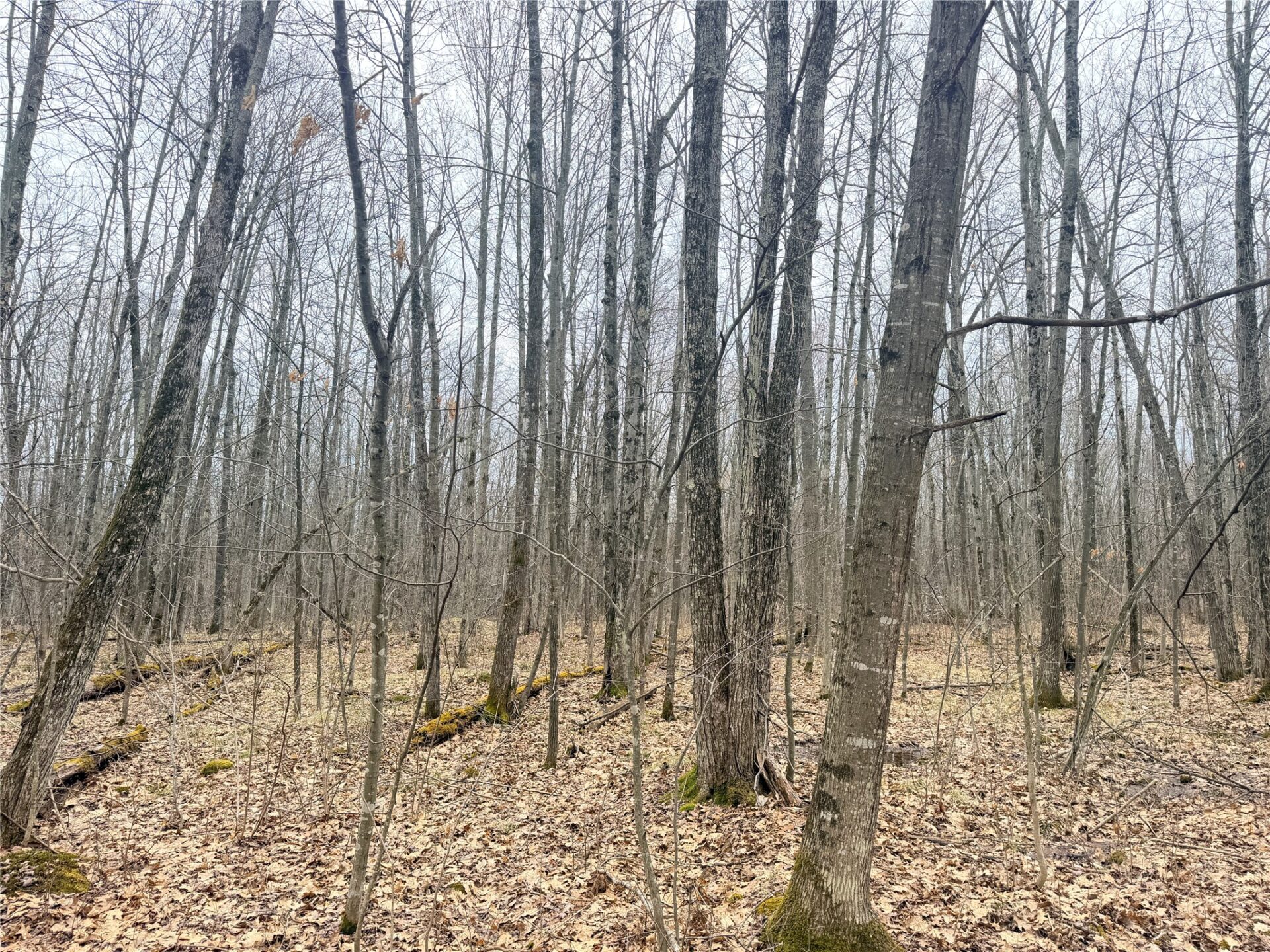 Land at Lot 3 Hwy X, Glen Flora, WI 54526 — photo 17