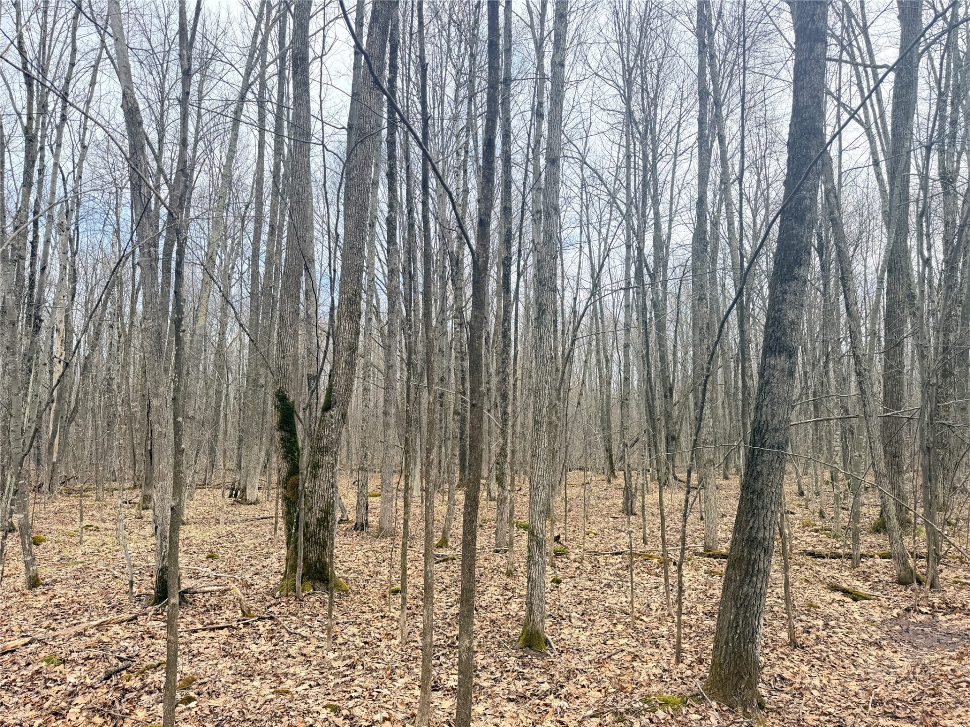 Land at Lot 3 Hwy X, Glen Flora, WI 54526 — photo 18