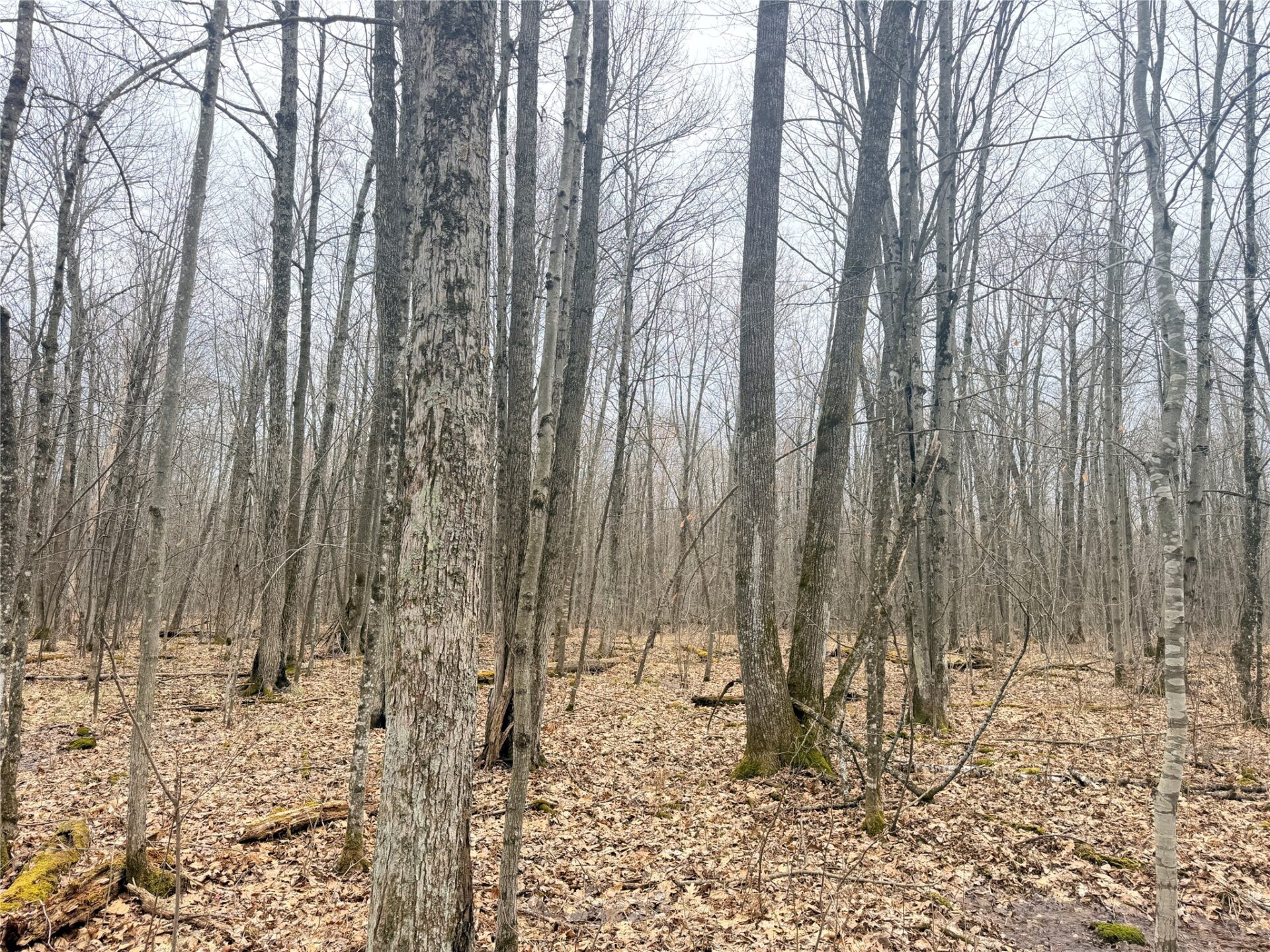 Land at Lot 3 Hwy X, Glen Flora, WI 54526 — photo 19