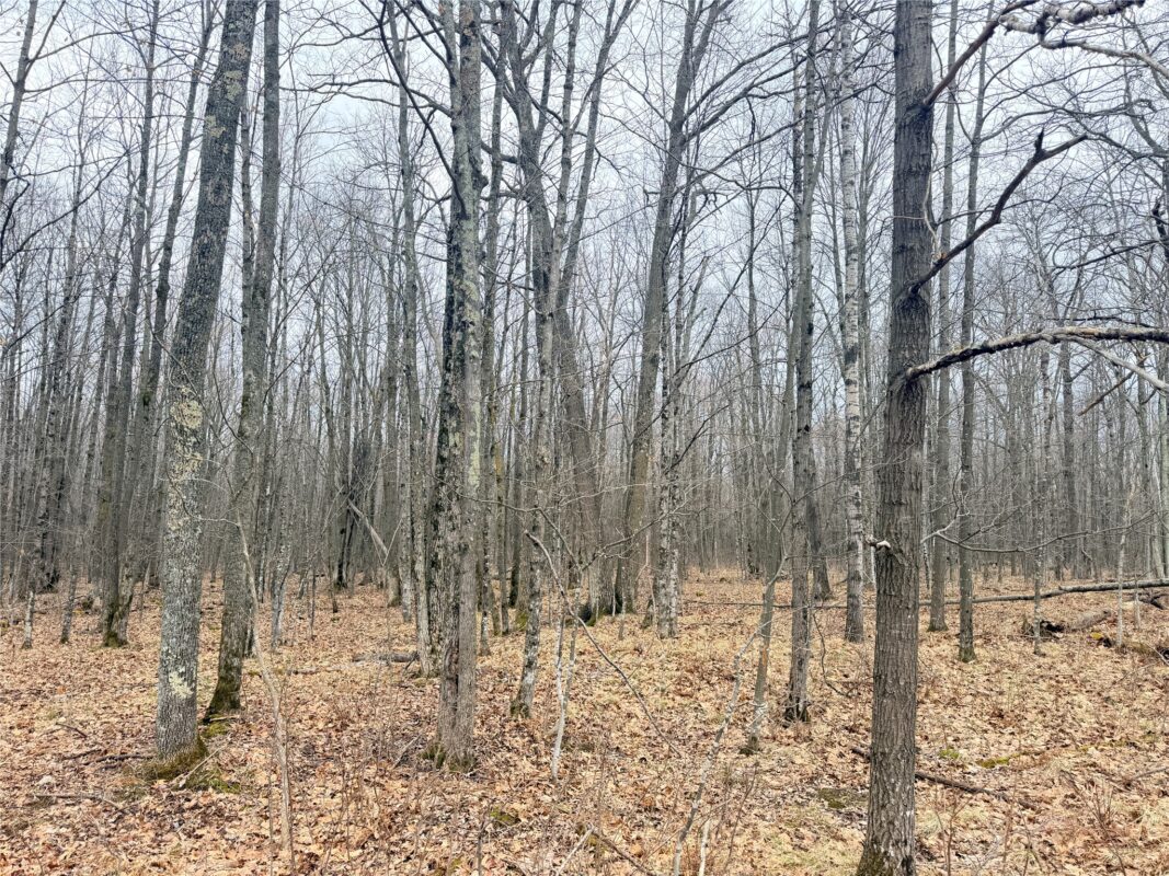 Land at Lot 3 Hwy X, Glen Flora, WI 54526 — photo 3