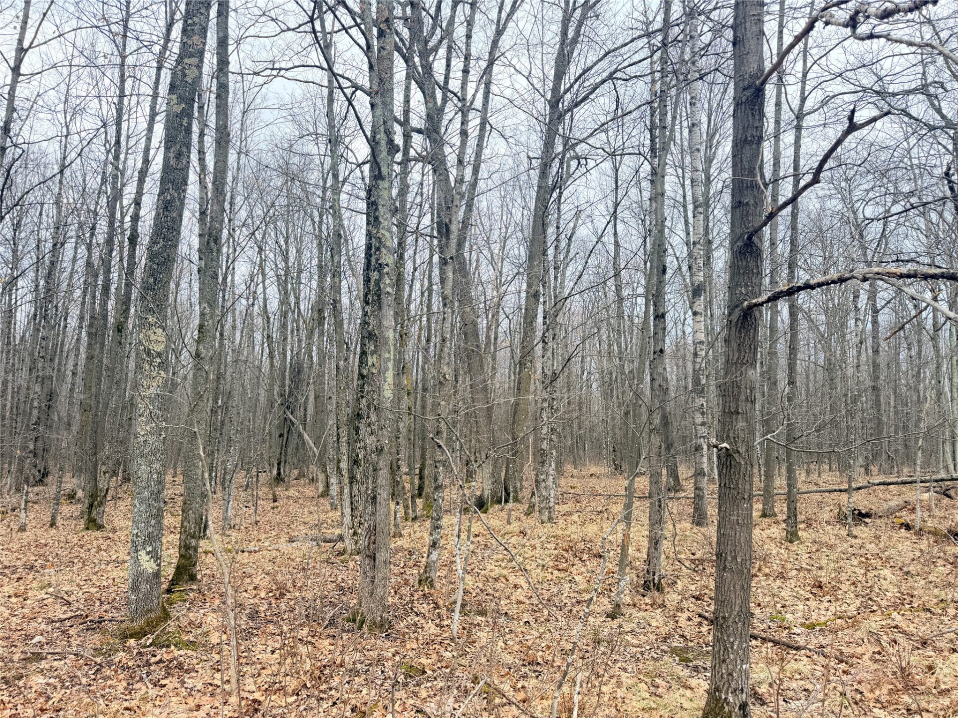 Land at Lot 3 Hwy X, Glen Flora, WI 54526 — photo 3