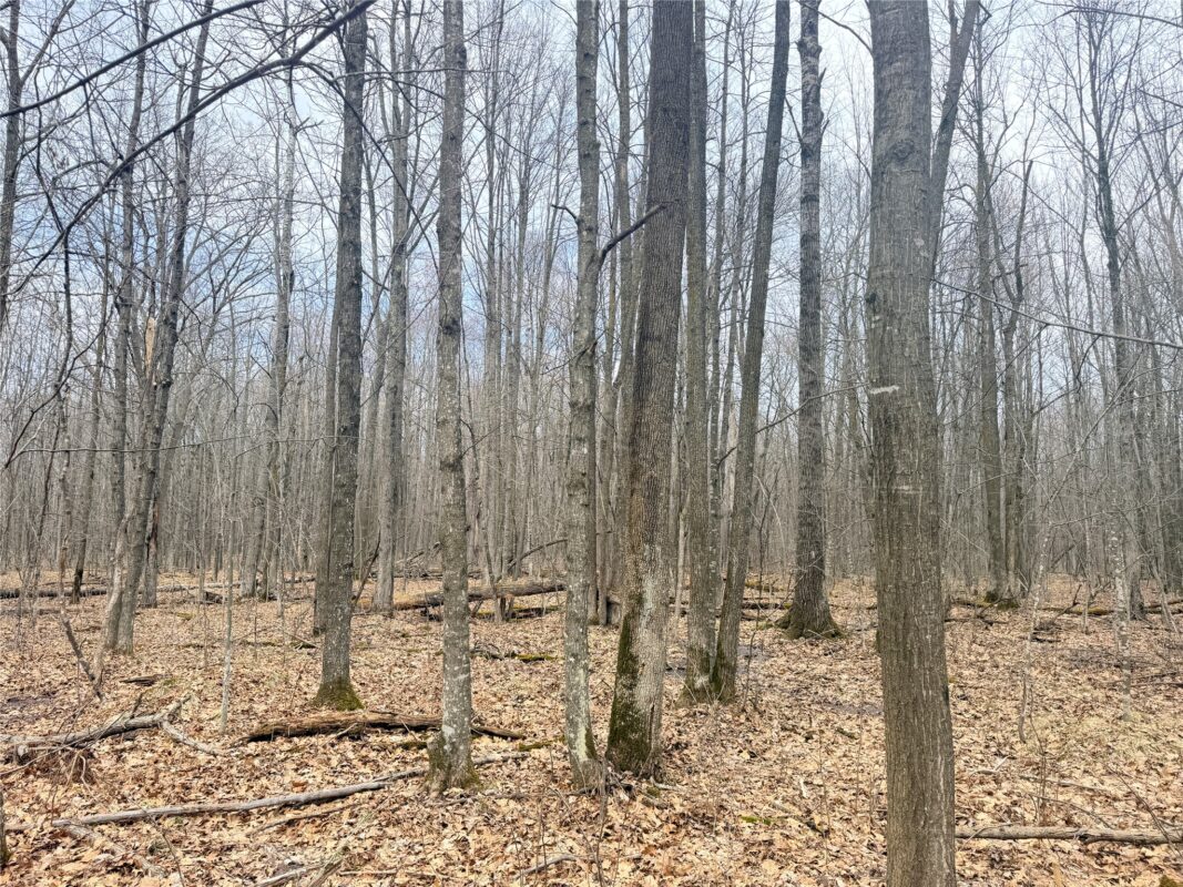 Land at Lot 3 Hwy X, Glen Flora, WI 54526 — photo 22