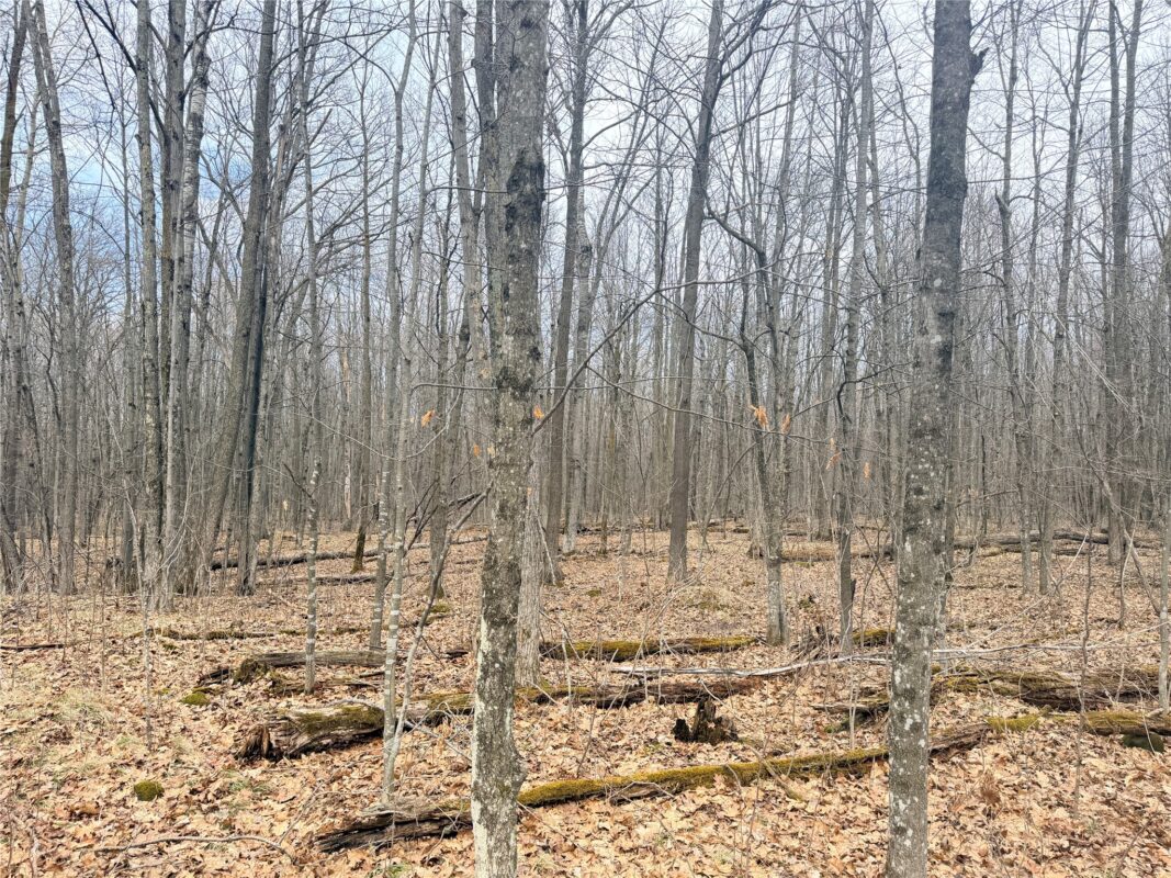 Land at Lot 3 Hwy X, Glen Flora, WI 54526 — photo 23