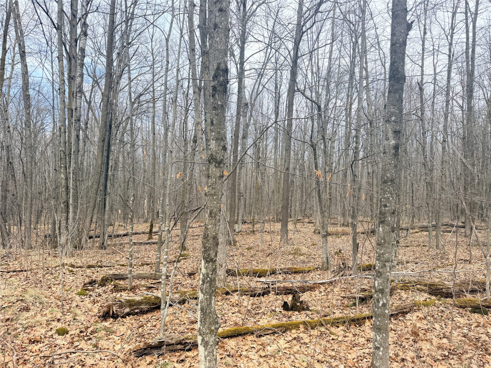 Land at Lot 3 Hwy X, Glen Flora, WI 54526 — photo 23