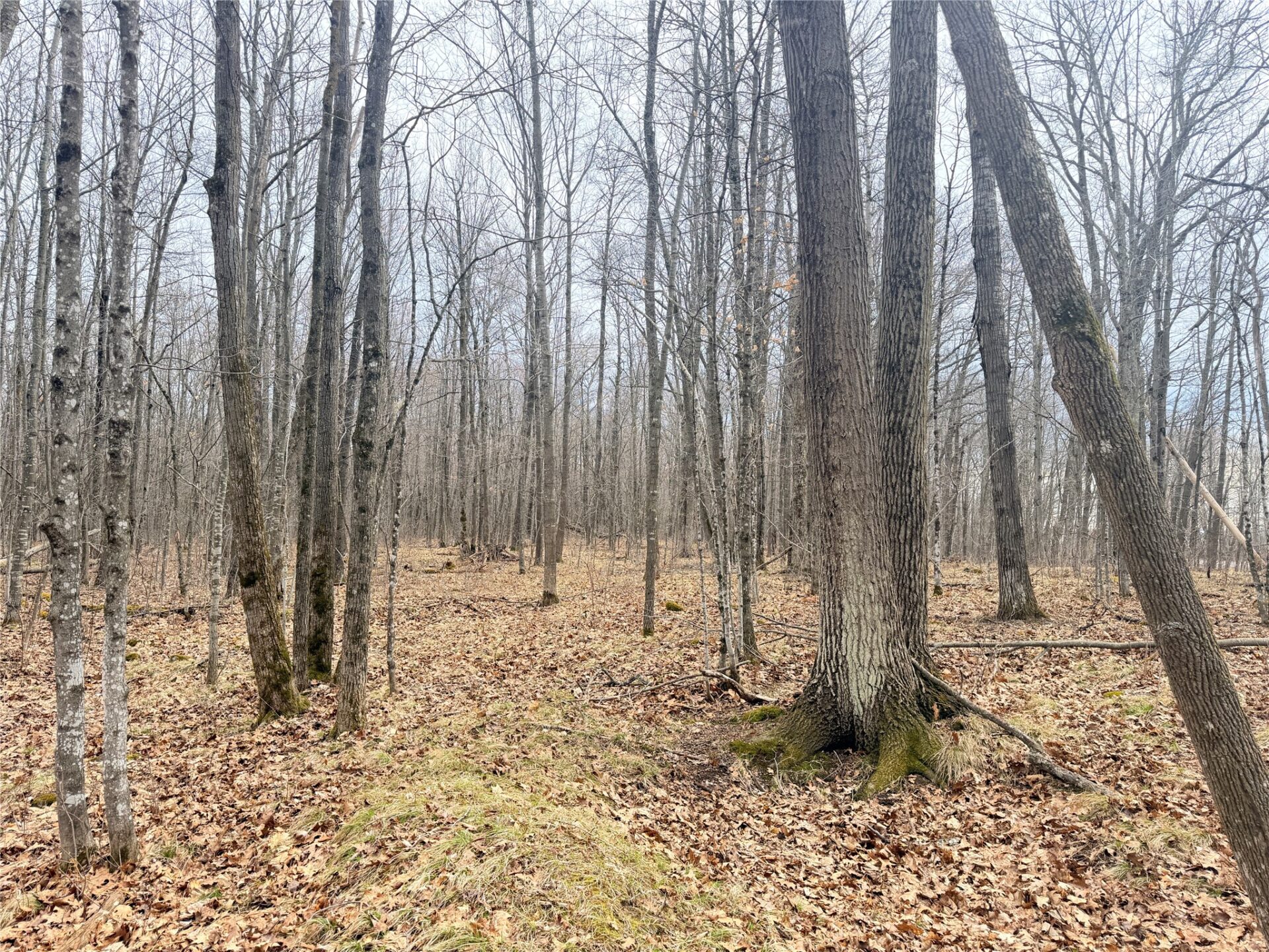 Land at Lot 3 Hwy X, Glen Flora, WI 54526 — photo 24