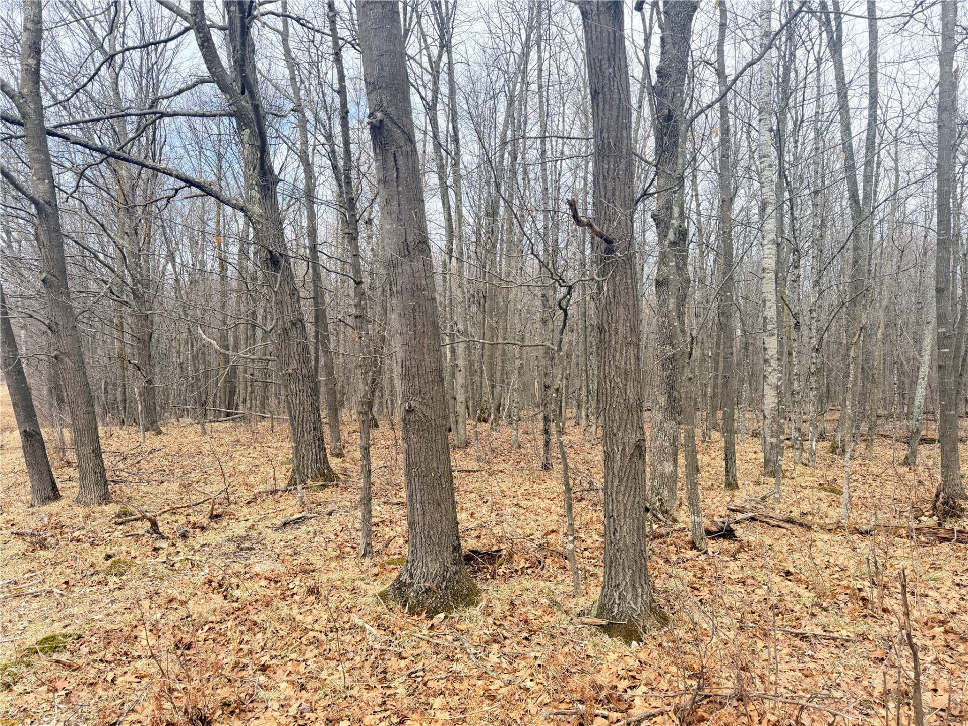 Land at Lot 3 Hwy X, Glen Flora, WI 54526 — photo 26