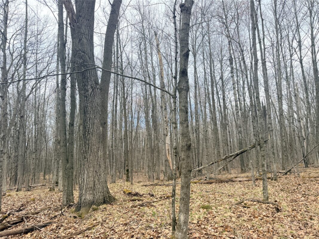 Land at Lot 3 Hwy X, Glen Flora, WI 54526 — photo 4