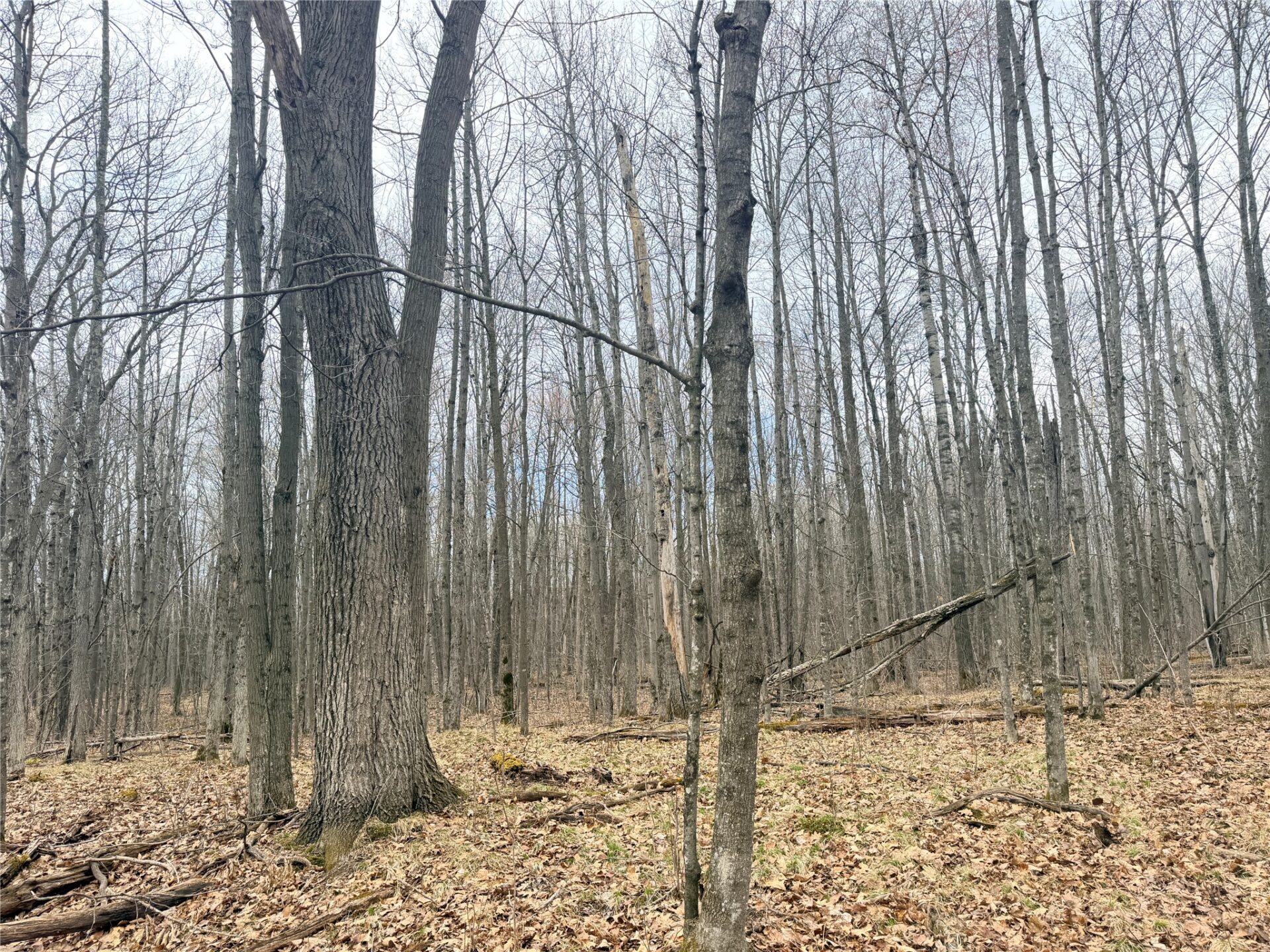 Land at Lot 3 Hwy X, Glen Flora, WI 54526 — photo 4