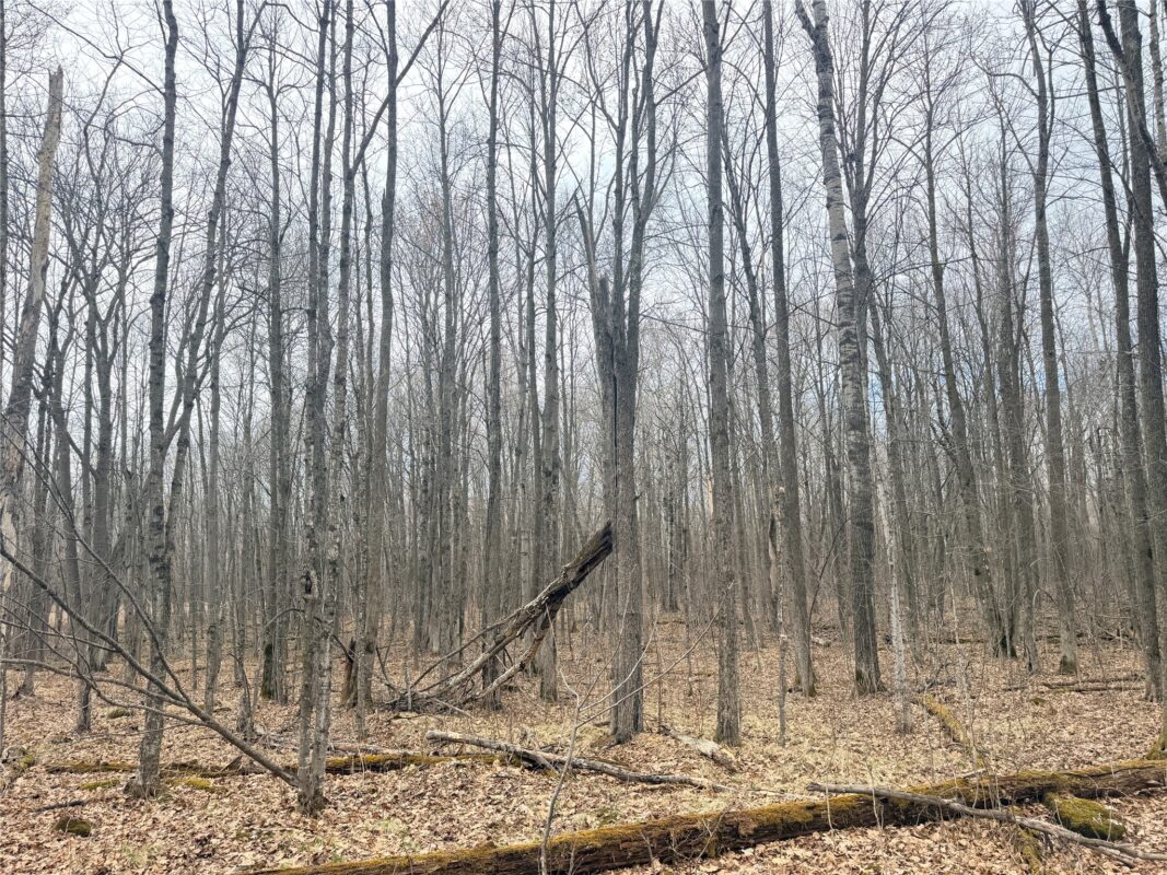 Land at Lot 3 Hwy X, Glen Flora, WI 54526 — photo 5