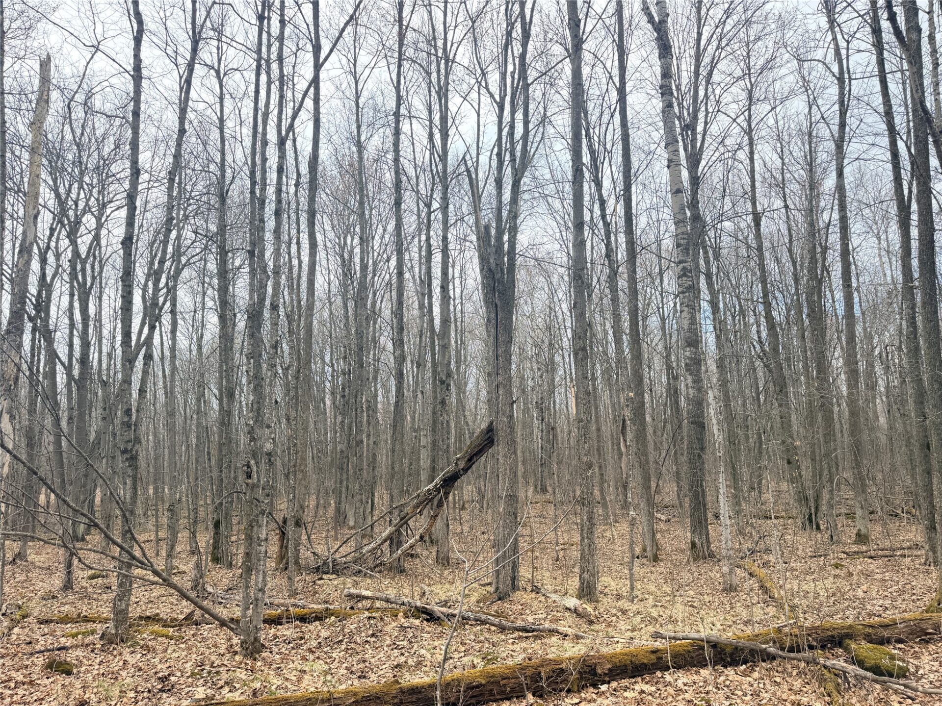 Land at Lot 3 Hwy X, Glen Flora, WI 54526 — photo 5