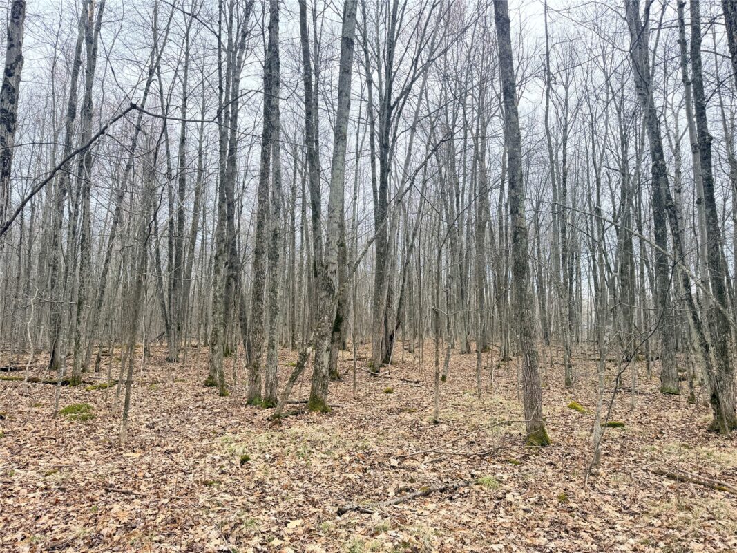 Land at Lot 3 Hwy X, Glen Flora, WI 54526 — photo 6