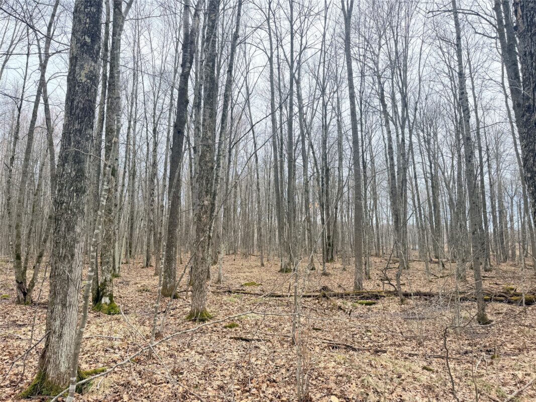 Land at Lot 3 Hwy X, Glen Flora, WI 54526 — photo 7