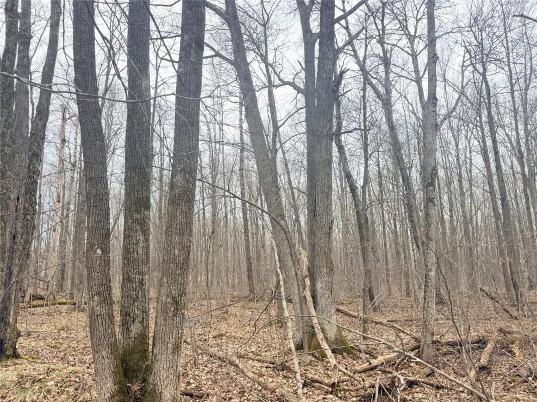 Land at Lot 3 Hwy X, Glen Flora, WI 54526 — photo 8