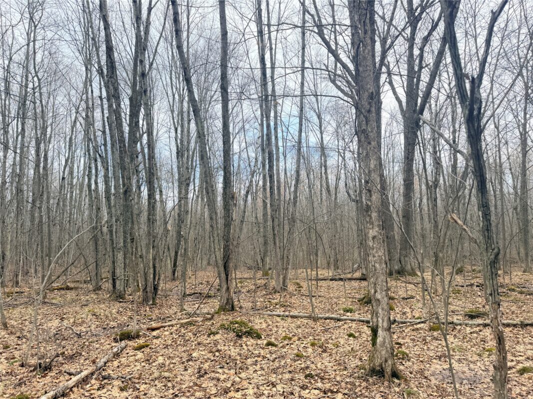 Land at Lot 3 Hwy X, Glen Flora, WI 54526 — photo 9