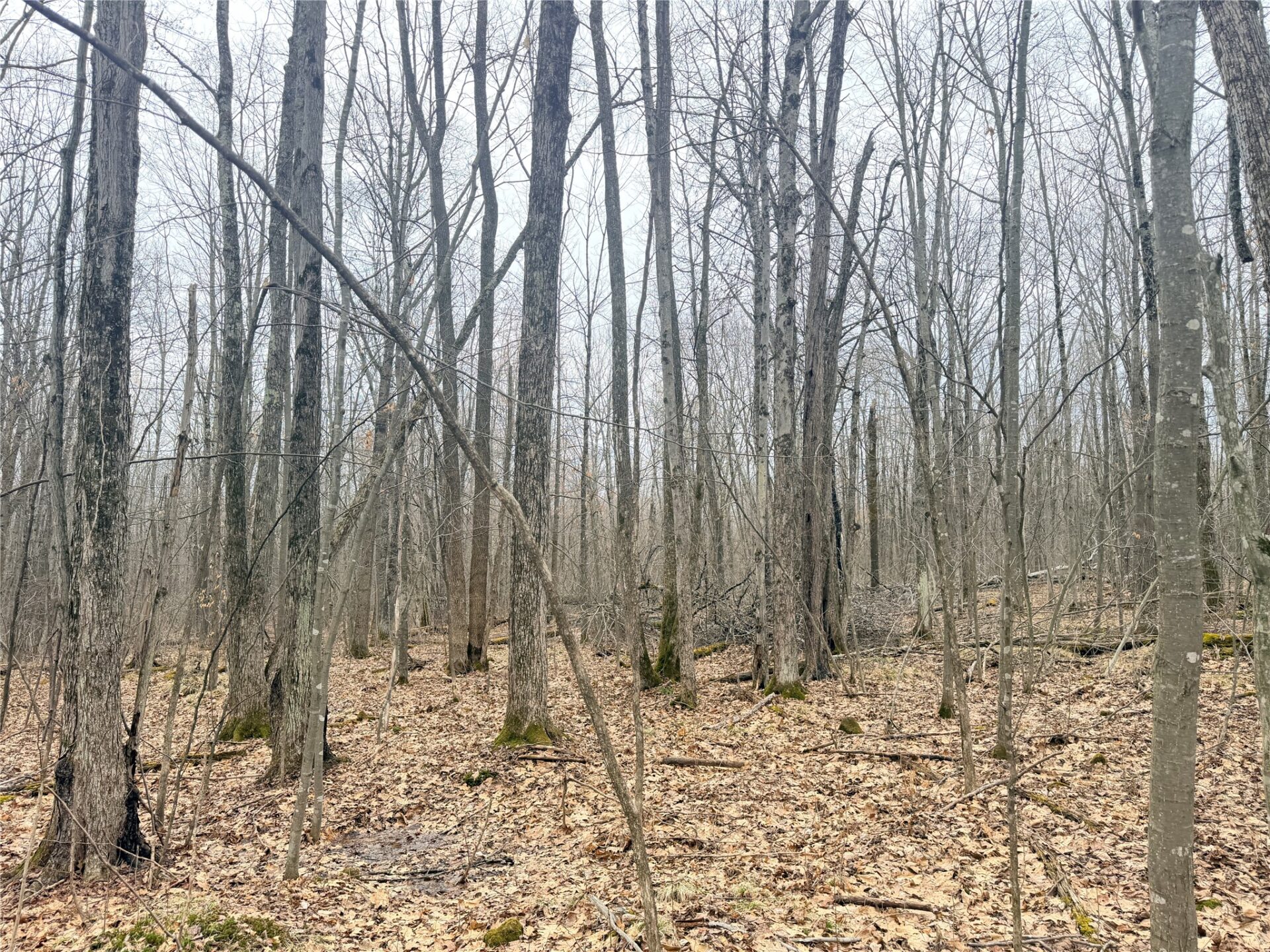 Land at Lot 3 Hwy X, Glen Flora, WI 54526 — photo 10