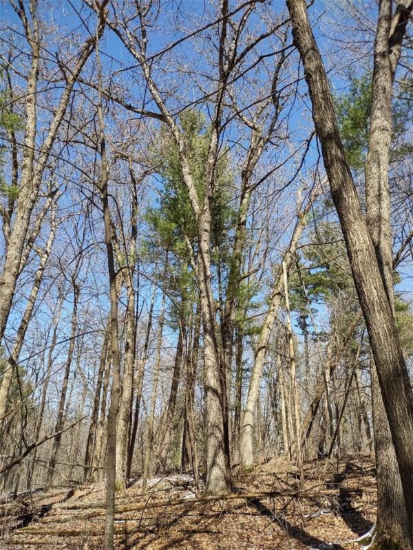 Residential at Lot 35 N4XX 297th Street, Eau Galle, WI 54737 — photo 20