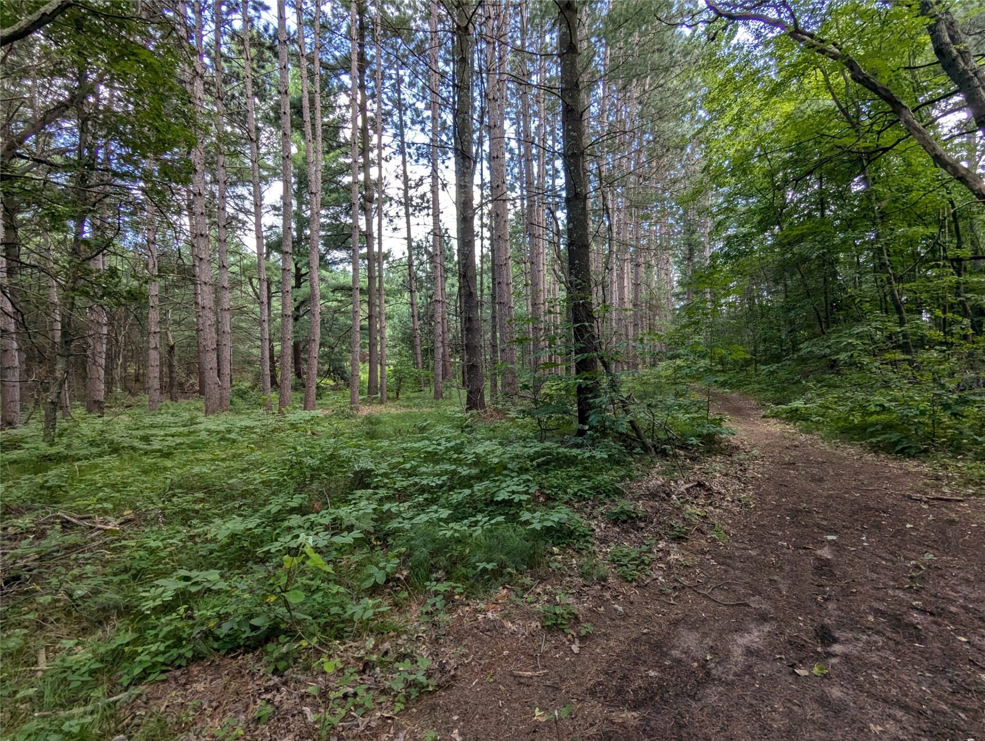 Residential at Lot 5 Fosmo, Webster, WI 54893 — photo 1