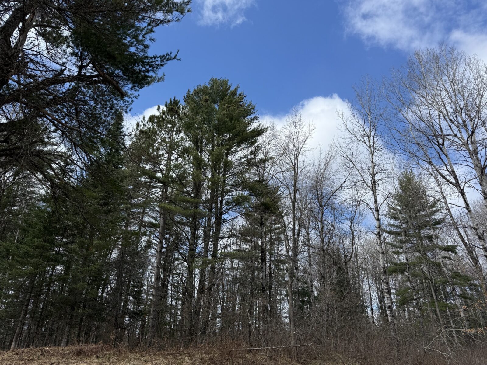 Land at Lot 98 Balsam Court, Cable, WI 54821 — photo 2