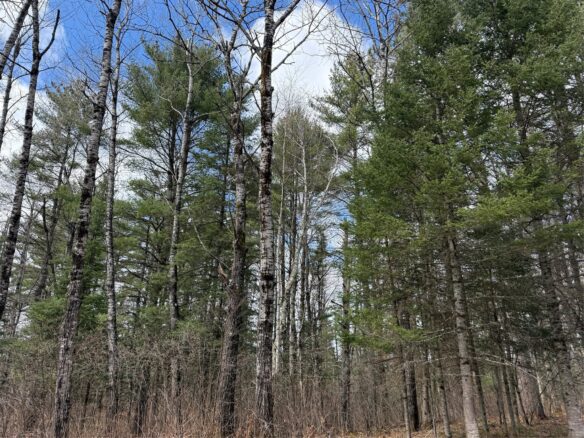 Land at Lot 98 Balsam Court, Cable, WI 54821 — photo 1