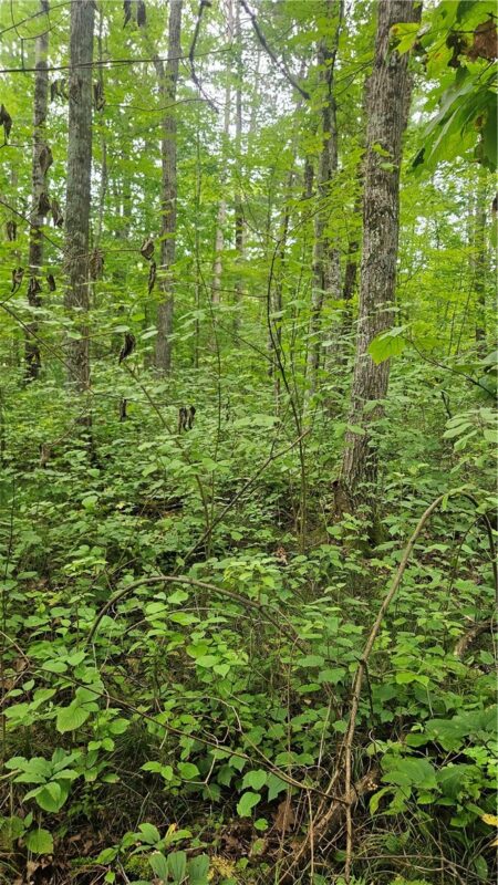 Residential at Lots 1-2, 34-40 BLK 2 County Road K, Hayward, WI 54843 — photo 3