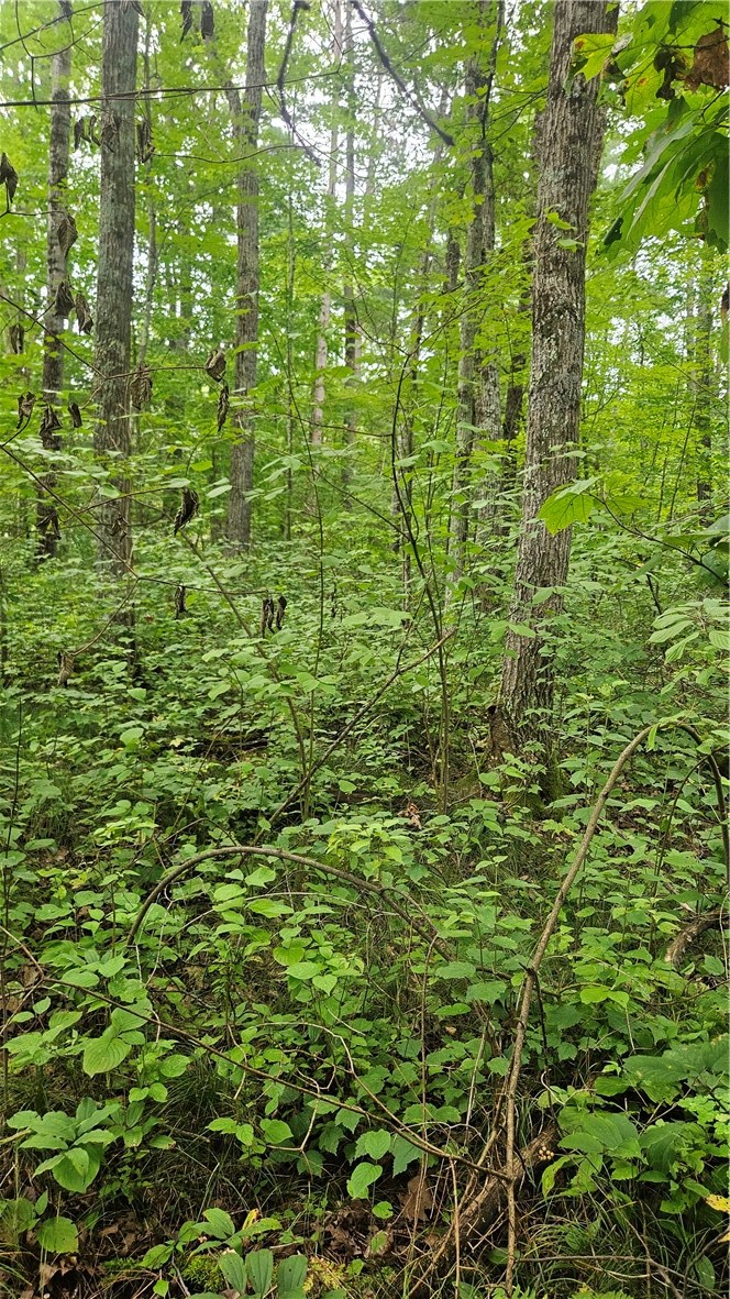 Residential at Lots 1-2, 34-40 BLK 2 County Road K, Hayward, WI 54843 — photo 3