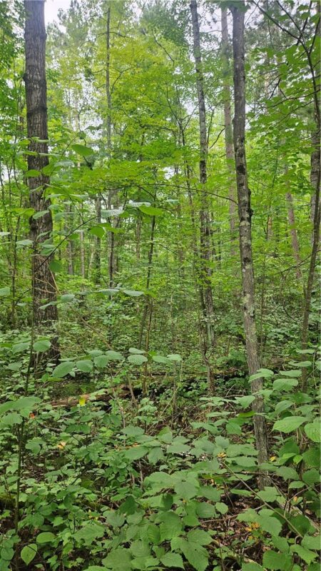 Residential at Lots 1-2, 34-40 BLK 2 County Road K, Hayward, WI 54843 — photo 4