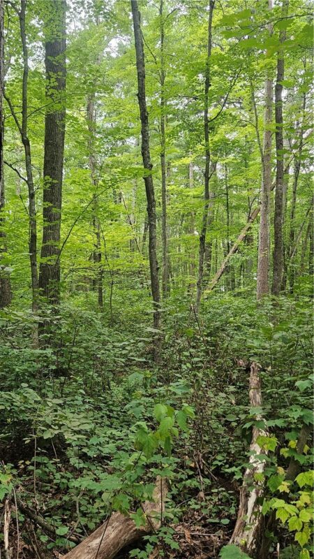 Residential at Lots 17, 18, 36-40 BLK 13 Dixon Ave, Hayward, WI 54843 — photo 4