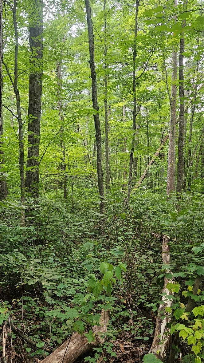 Residential at Lots 17, 18, 36-40 BLK 13 Dixon Ave, Hayward, WI 54843 — photo 4